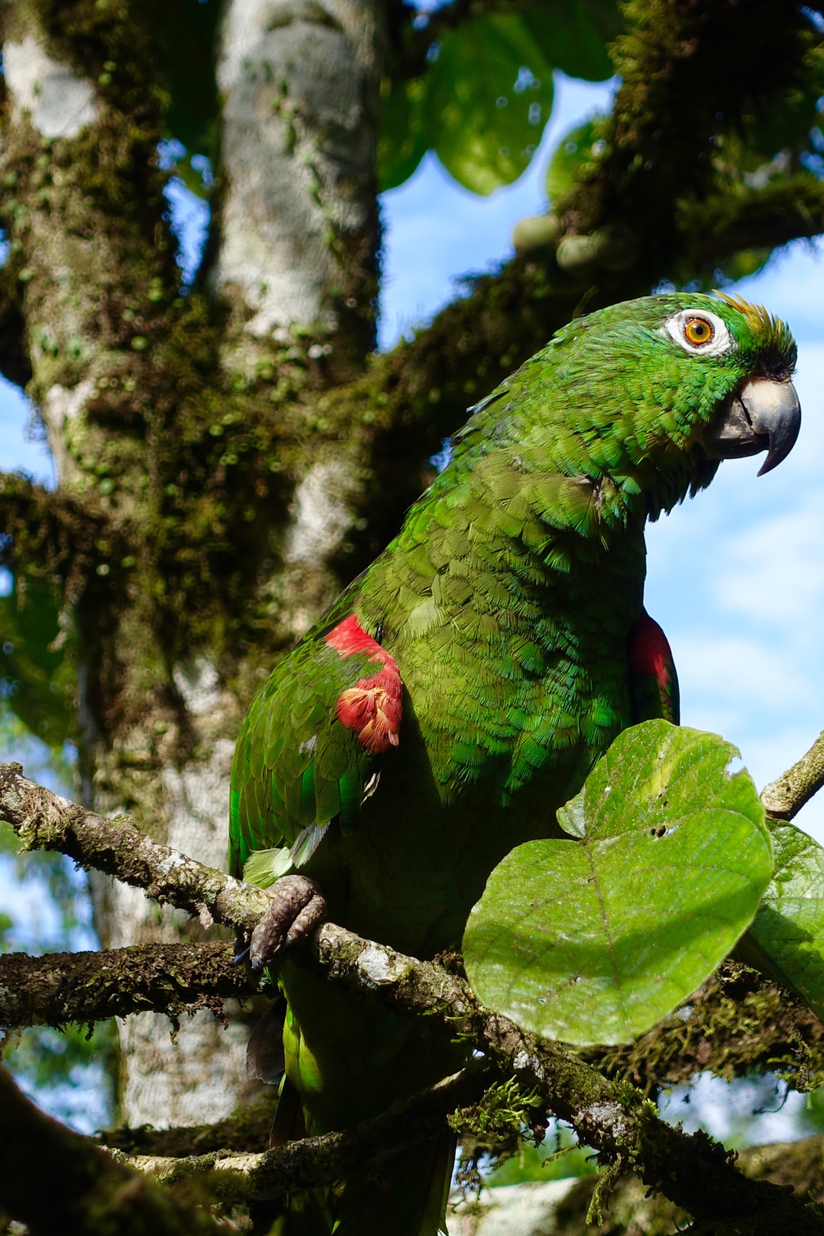 Ecuador parrot