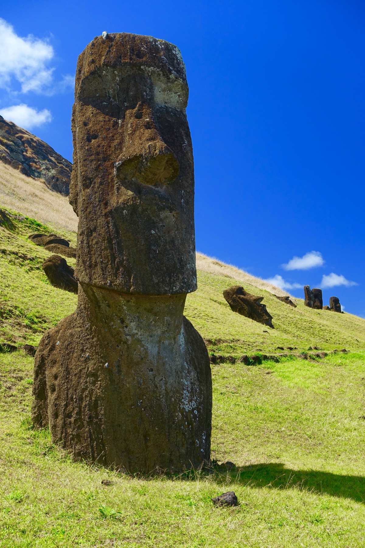 Some of the moai that can still be found at the quarry.