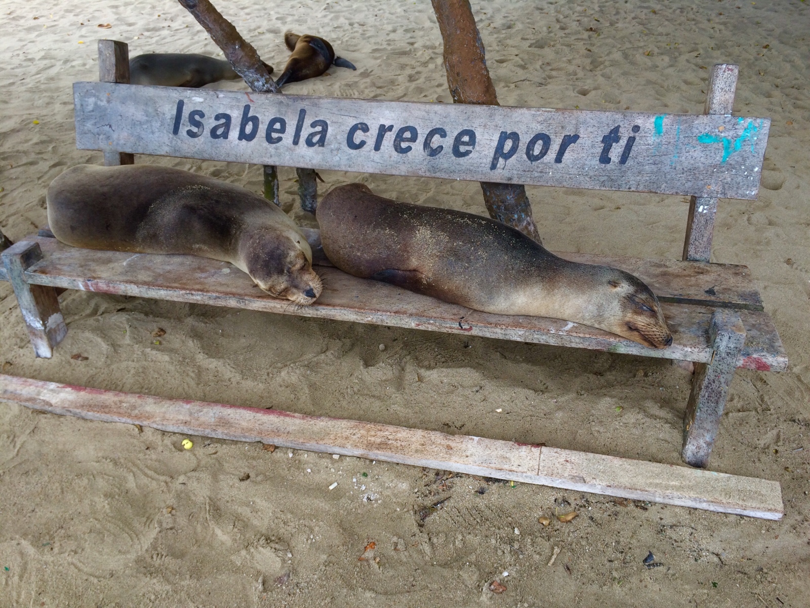 seals in the Galapagos