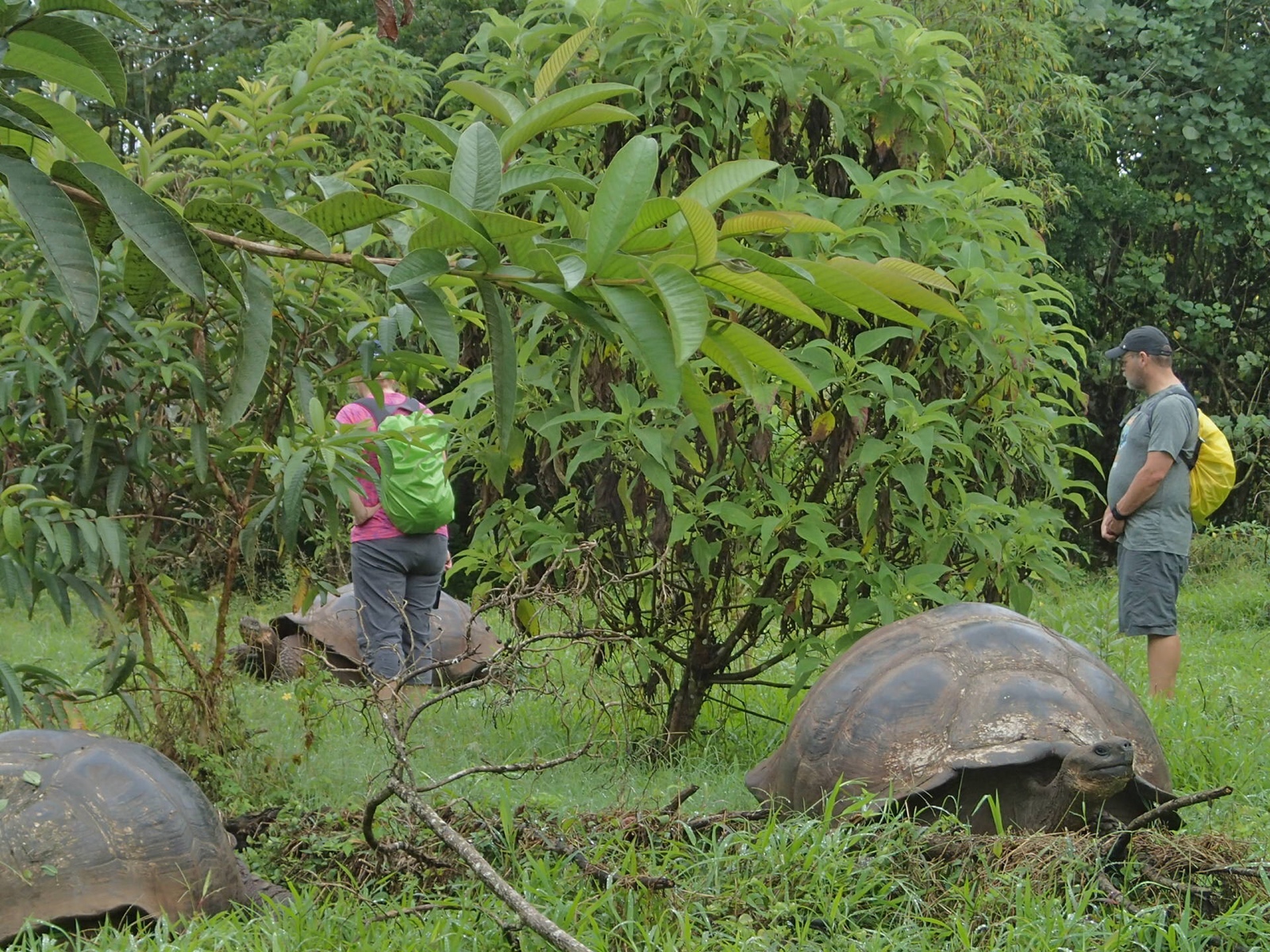 Galapagos giant tortoises
