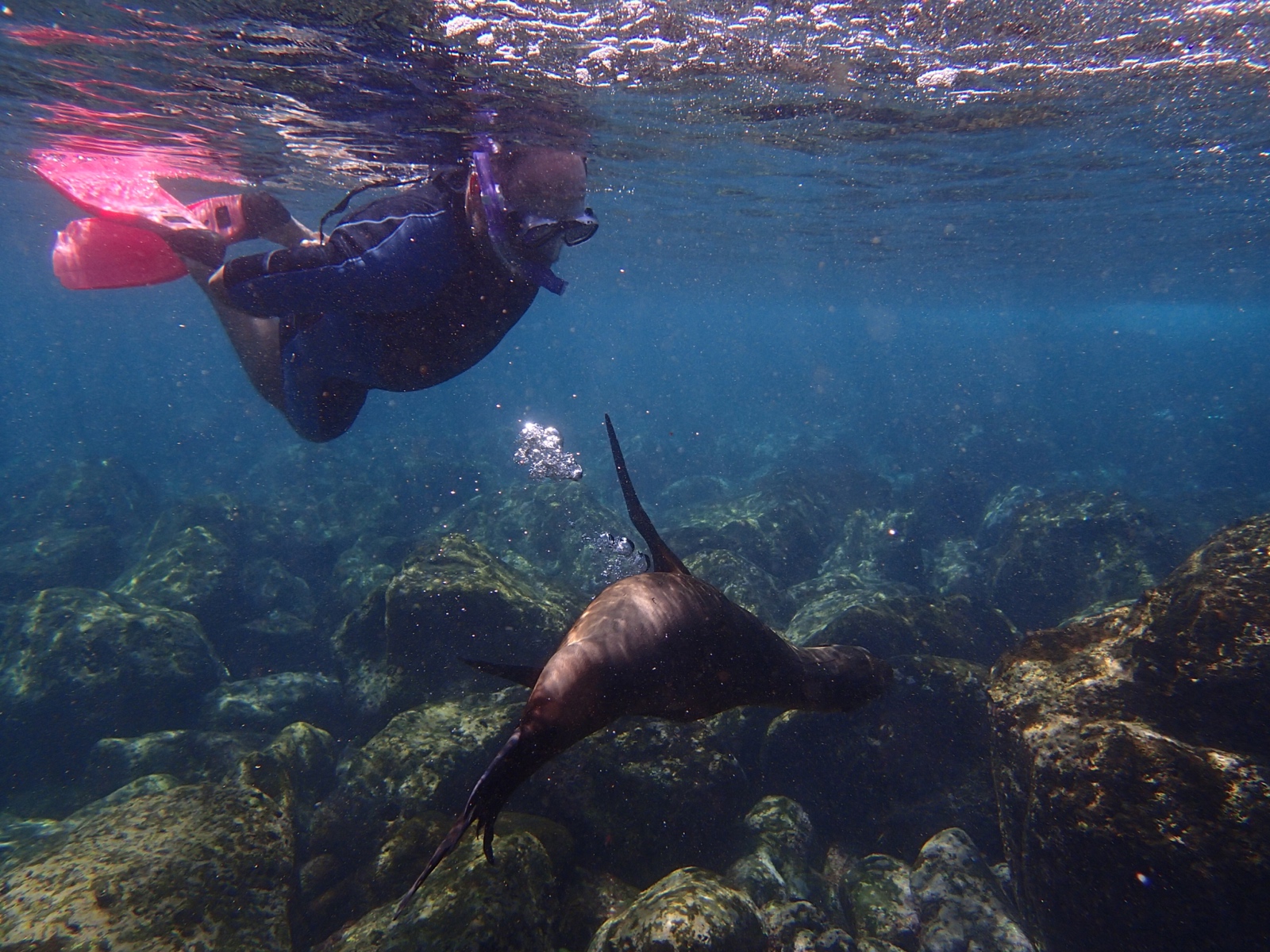 Glenn snorkeling with a playful sea lion in the Galapagos