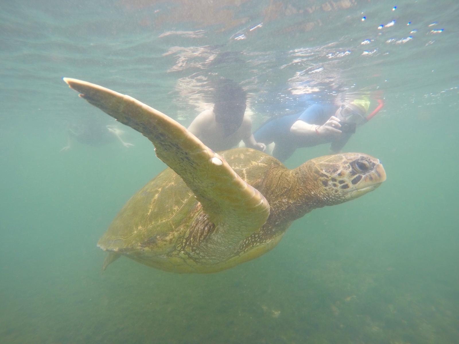 Turtle swimming in the Galapagos