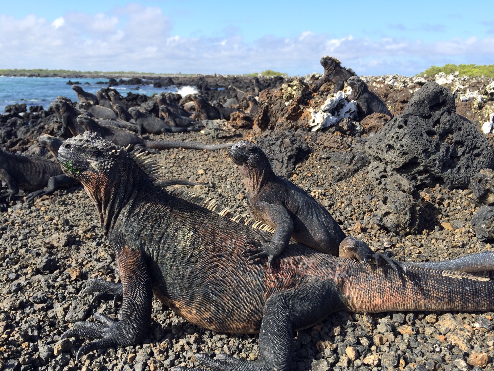Galapagos marine iguanas