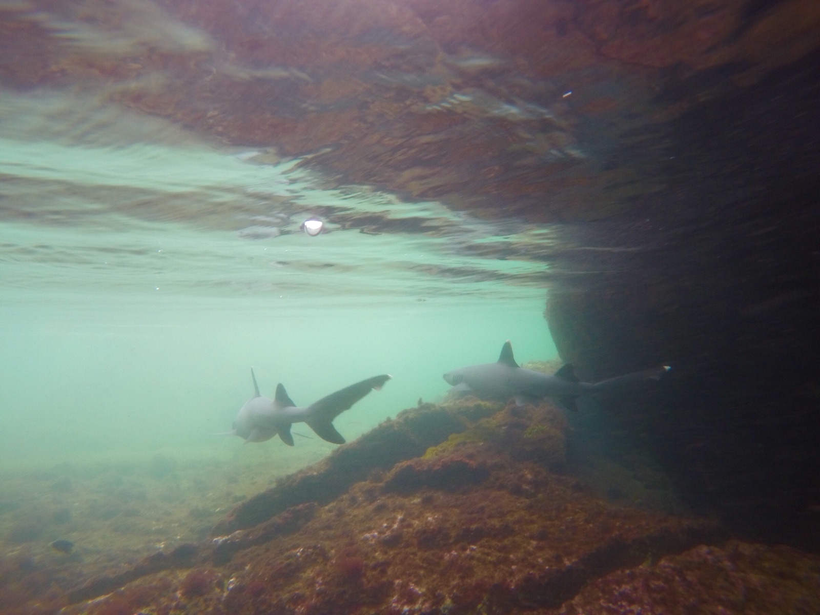 Galapagos white tipped reef sharks