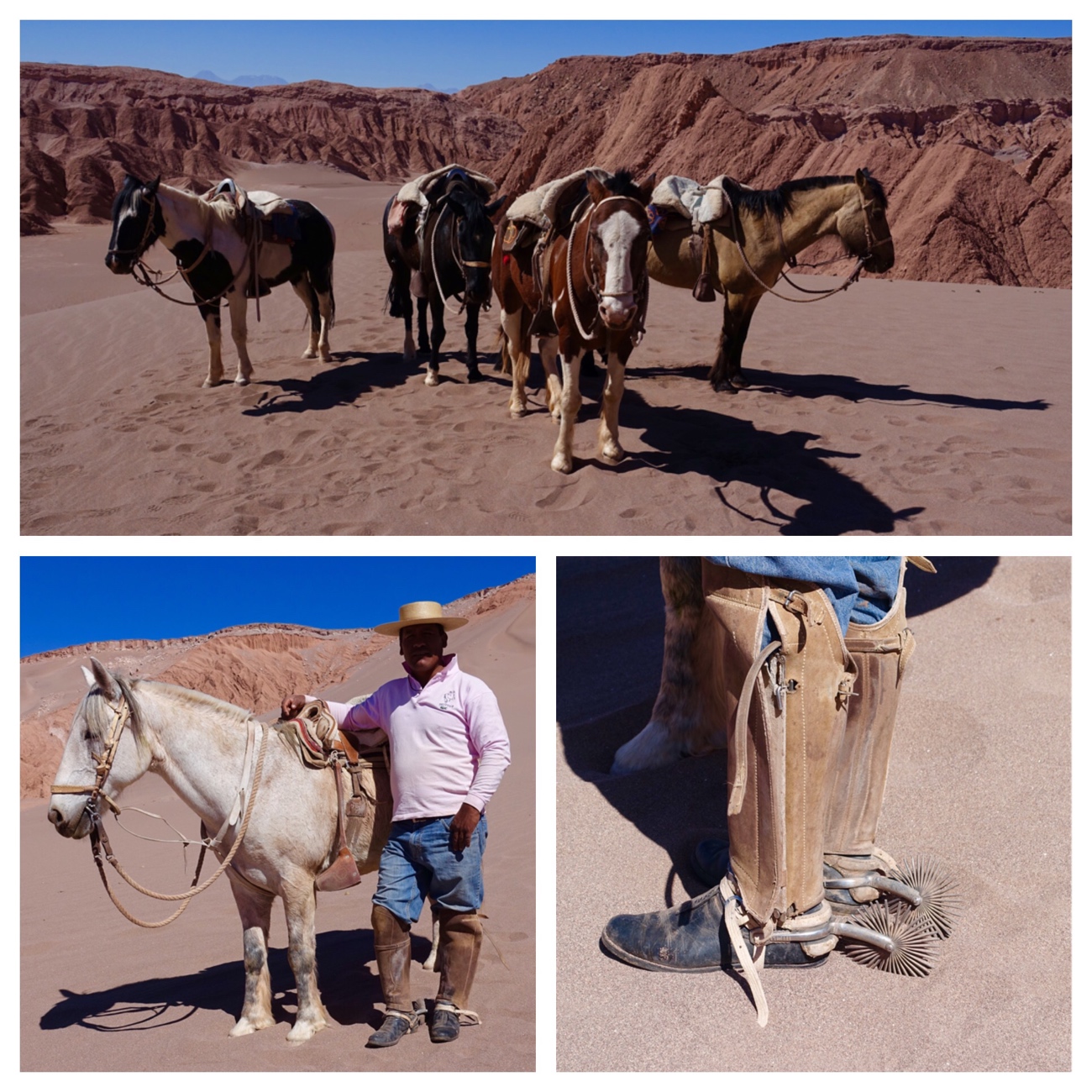 Atacama Horses