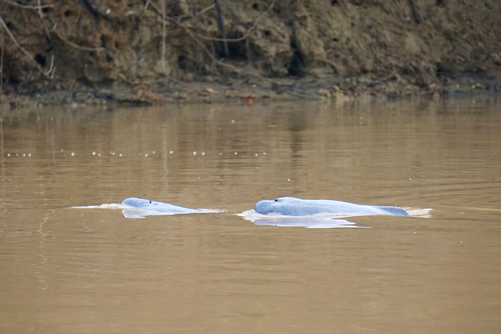 Bolivian Amazon Jungle