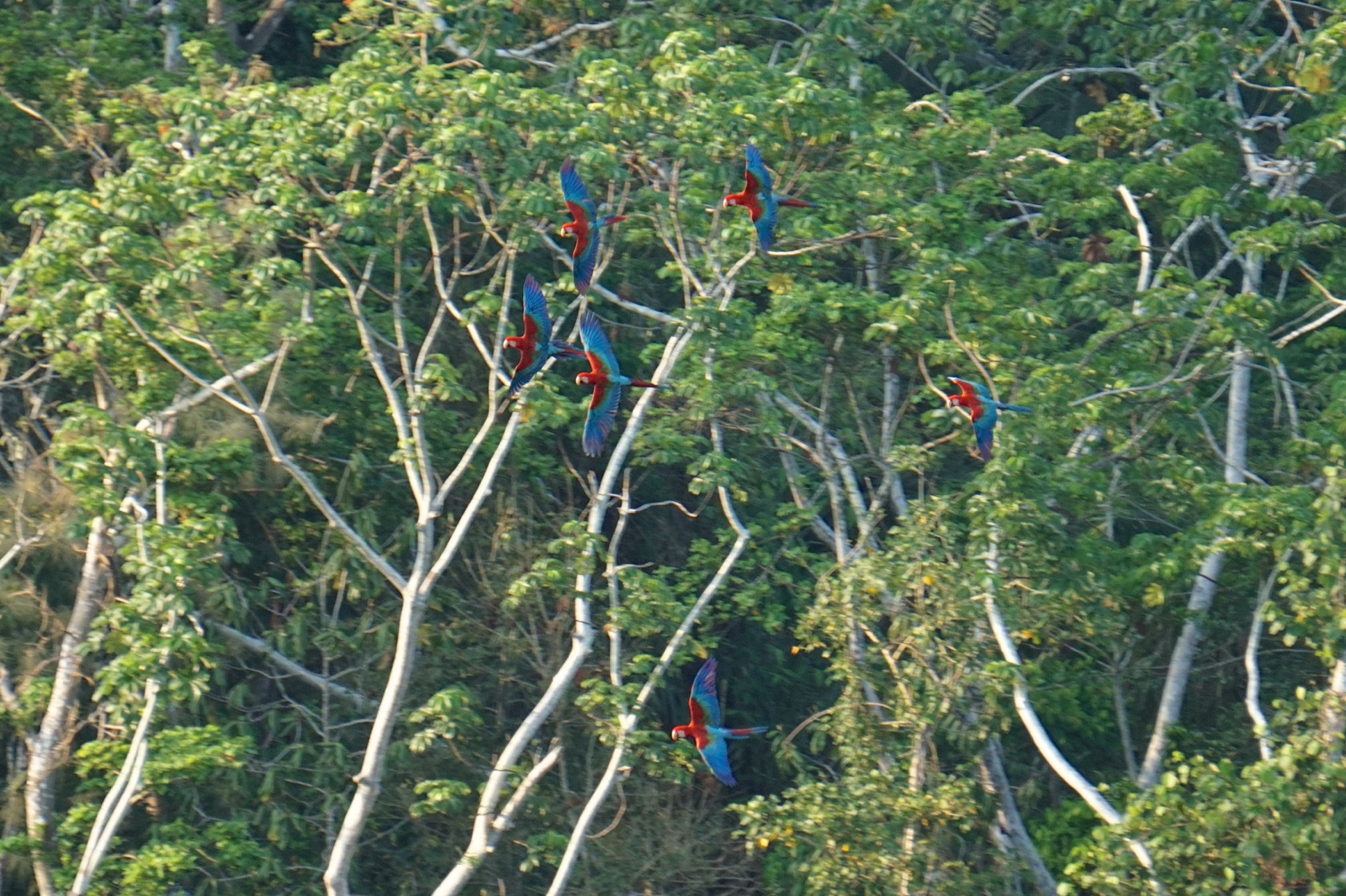 Bolivian Amazon Jungle