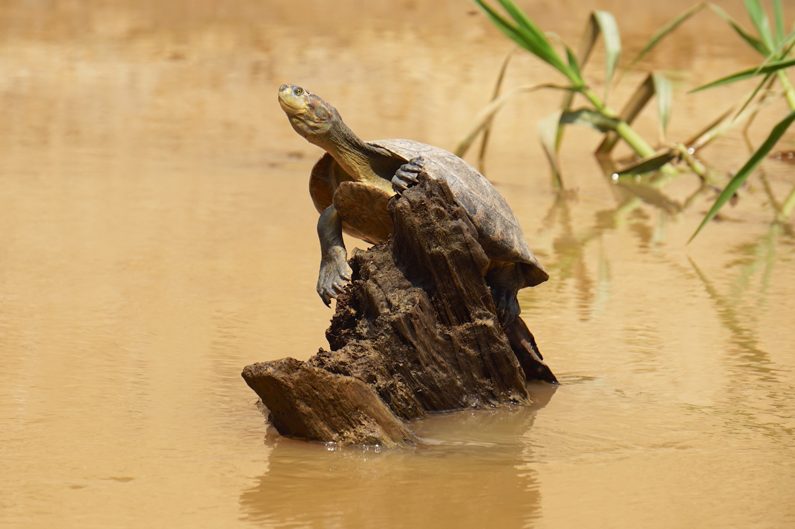 Bolivian Amazon Jungle