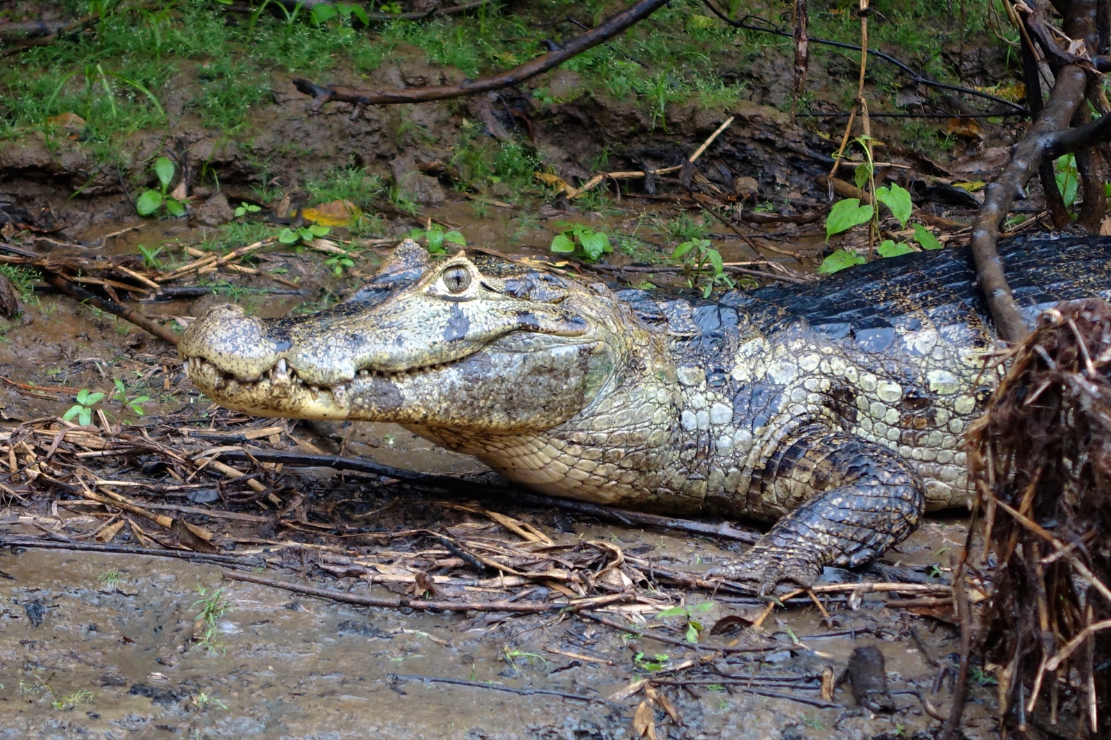 Bolivian Amazon Jungle