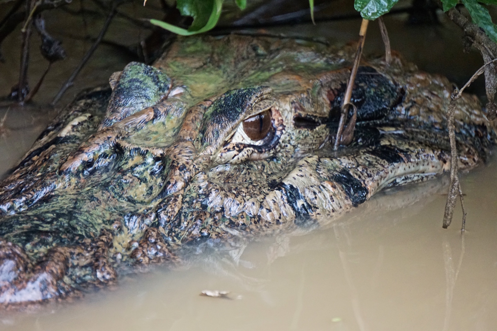 Bolivian Amazon Jungle