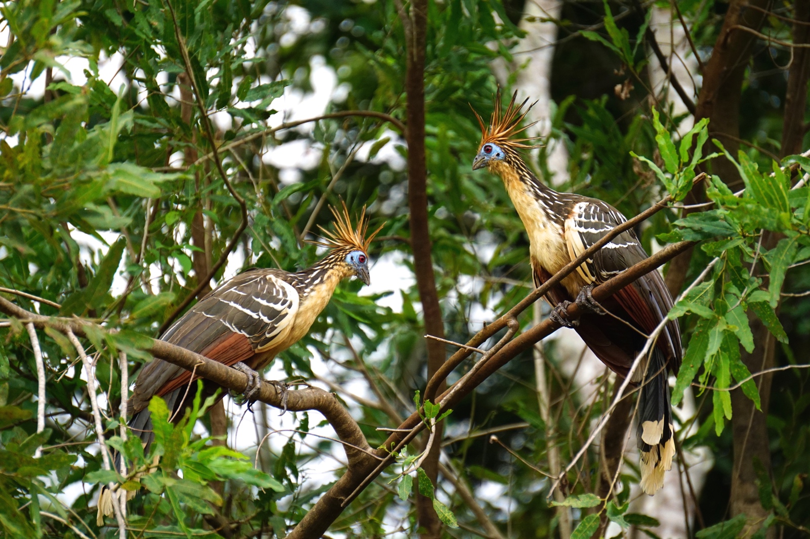 Bolivian Amazon Jungle