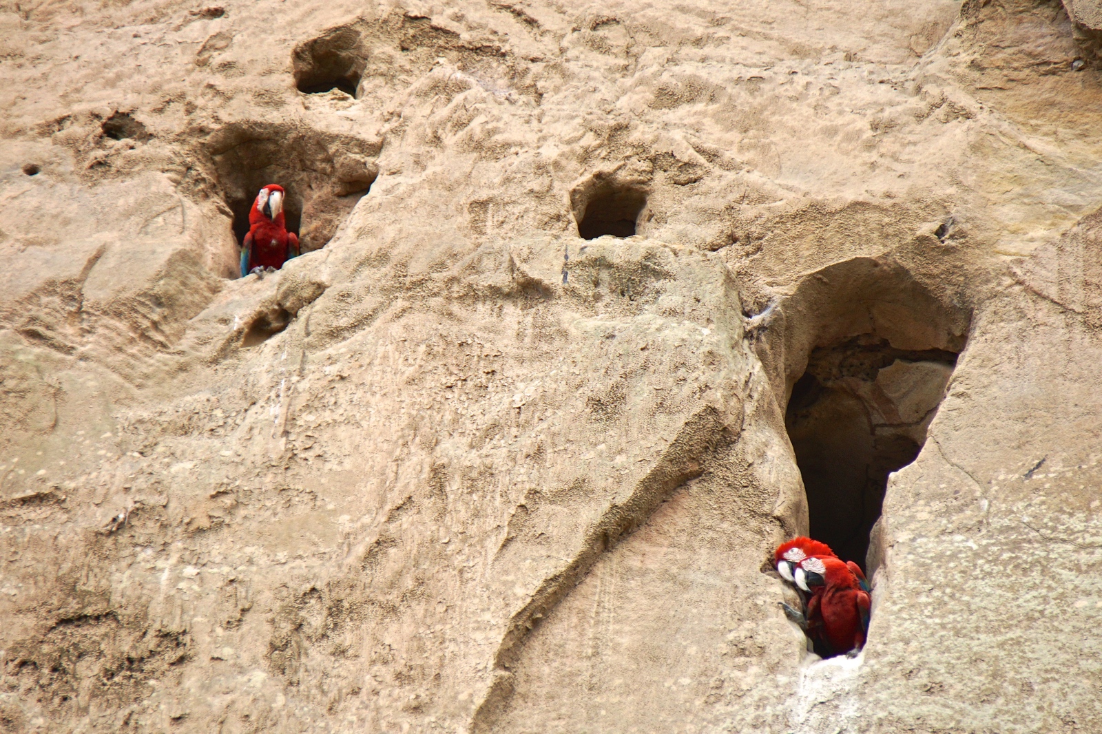 Bolivian Amazon Jungle