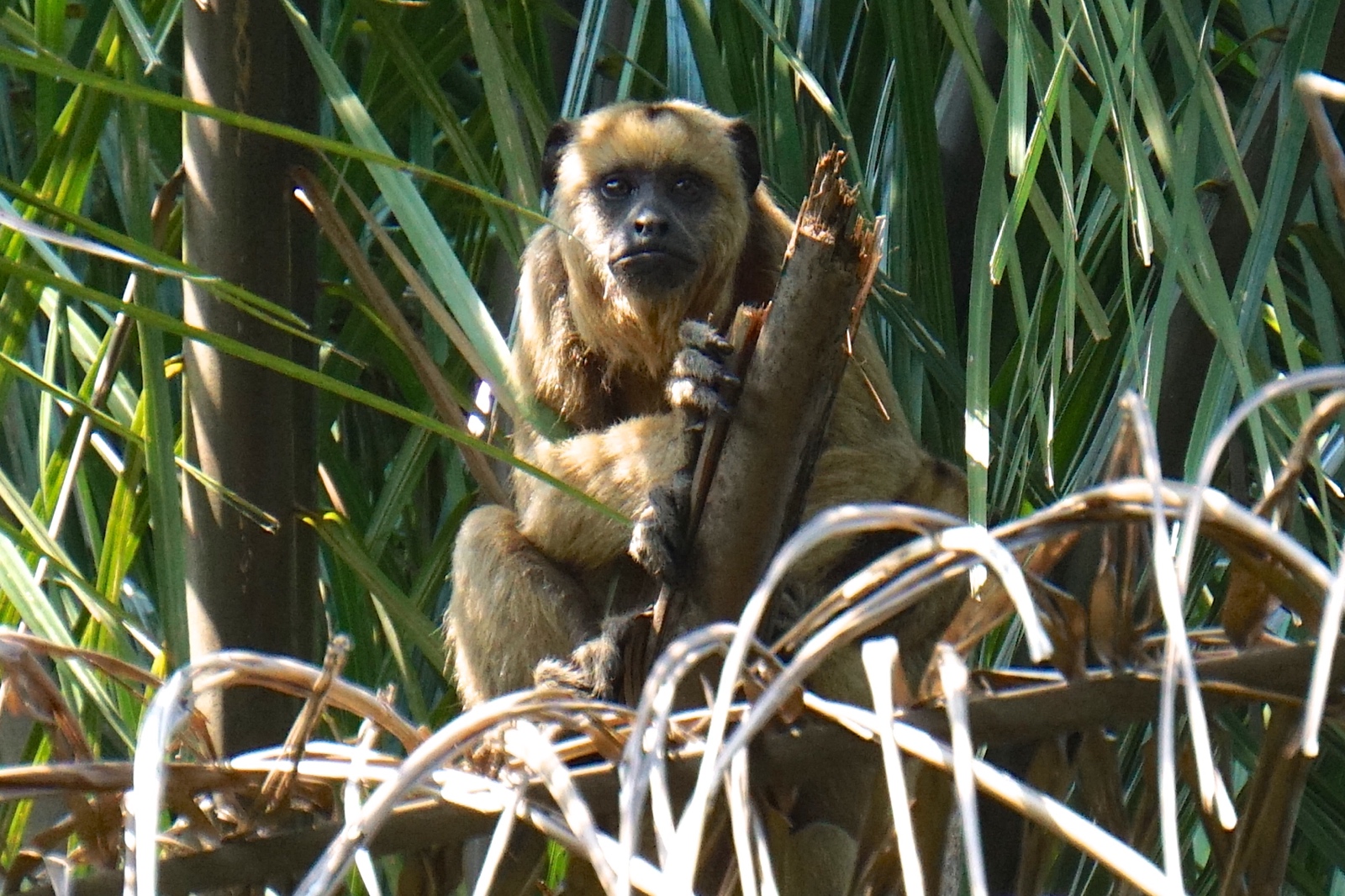 Bolivian Amazon Jungle