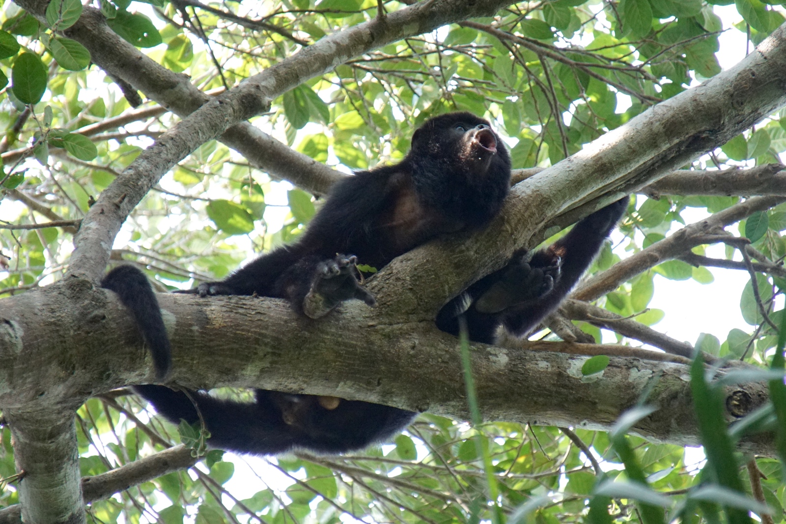 Bolivian Amazon Jungle