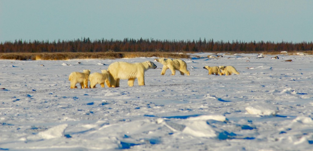 Two mamas with their babies passing by each other on the ice right before our eyes. Wow!