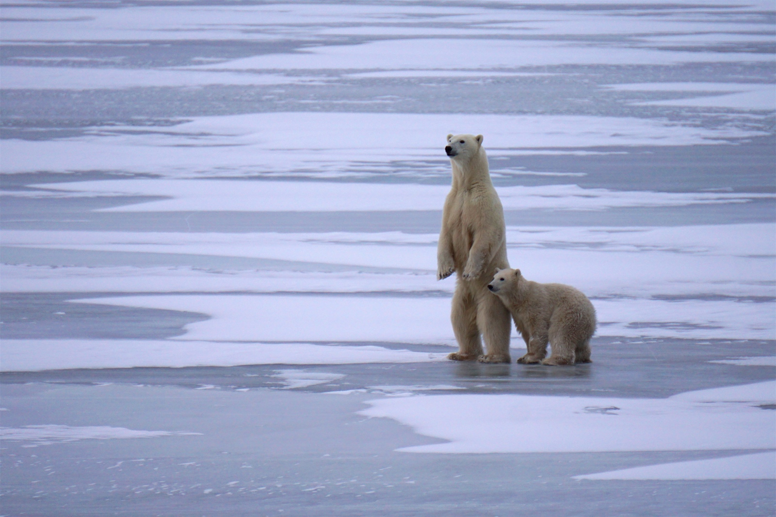 Always a treat to see a bear stand on their hind legs. 