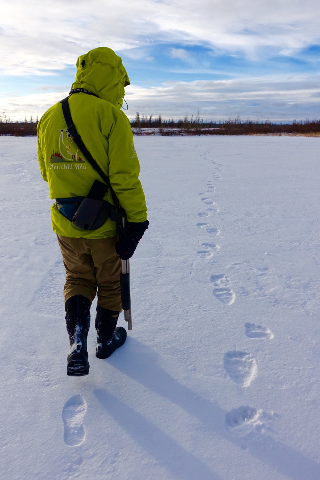 polar bear tracks