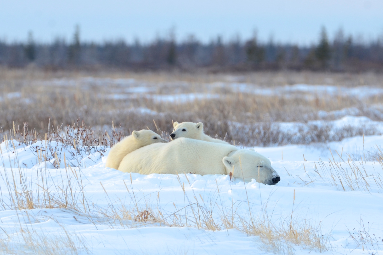 A mom polar bear and her cubs enjoying a morning nap