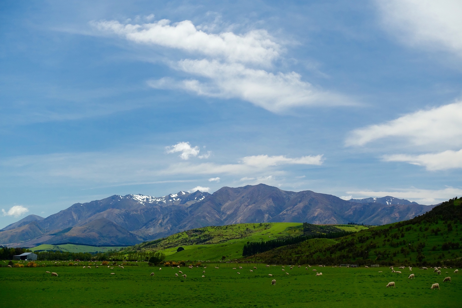 Picturesque New Zealand landscapes...green fields full of content grazing sheep and towering mountains in the distance