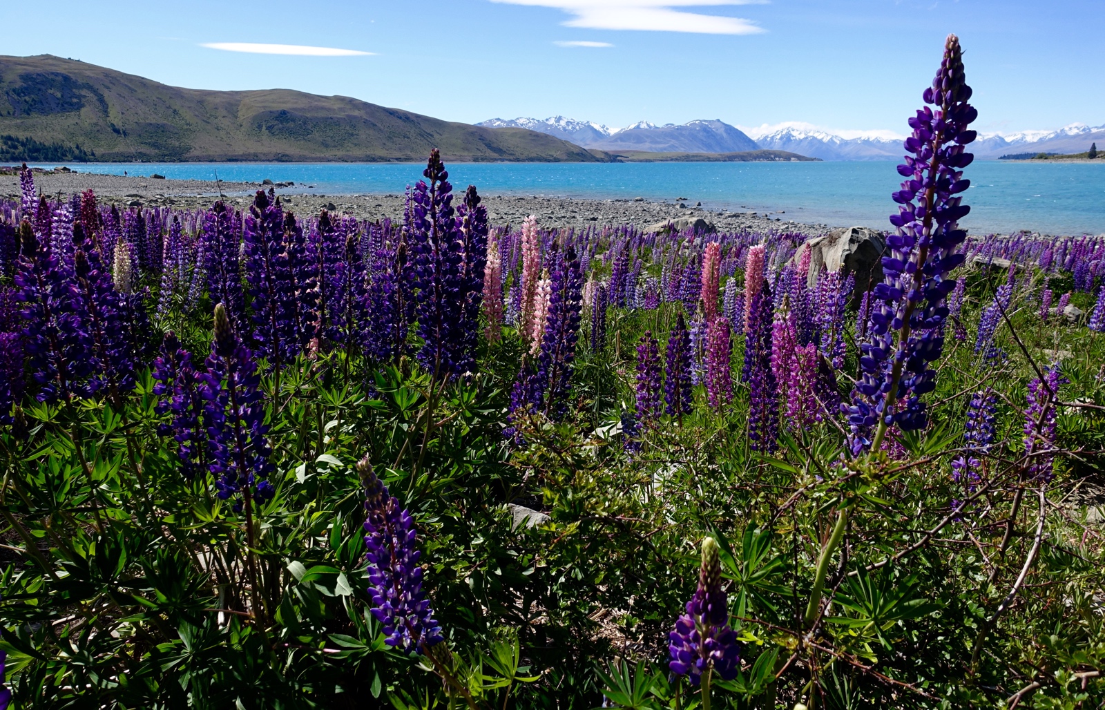 Lake Tekapo, New Zealand