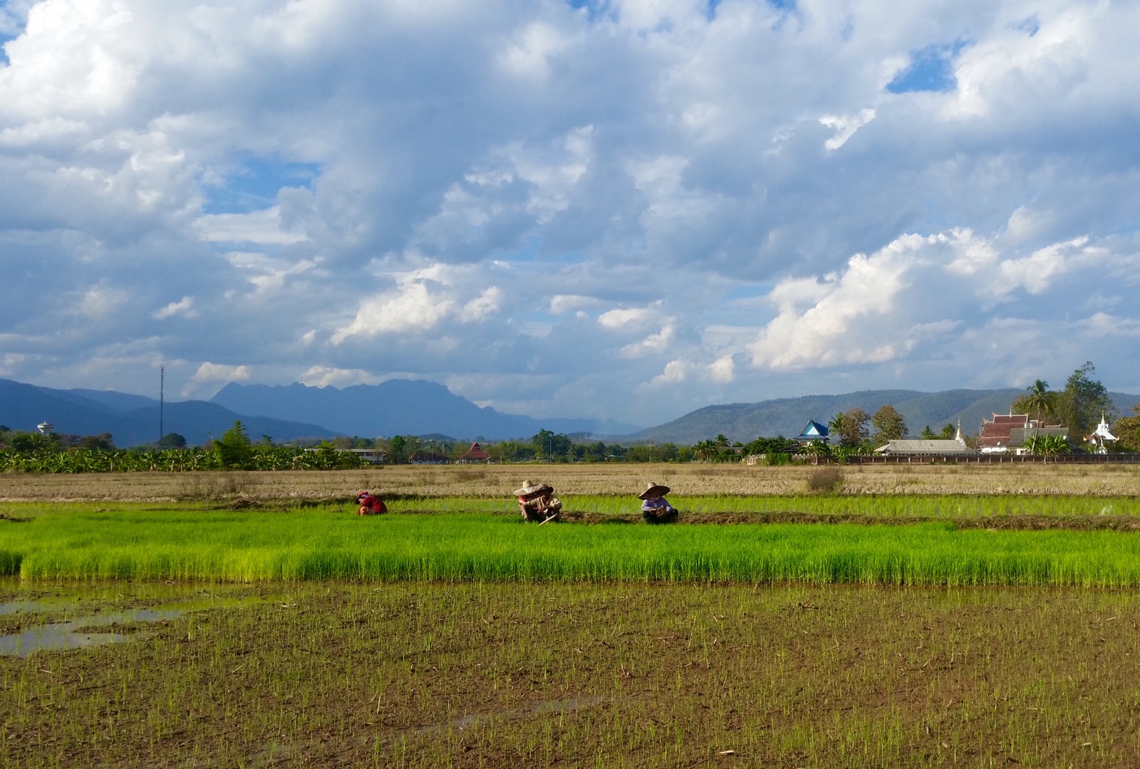 a family harvesting rice in Thailand