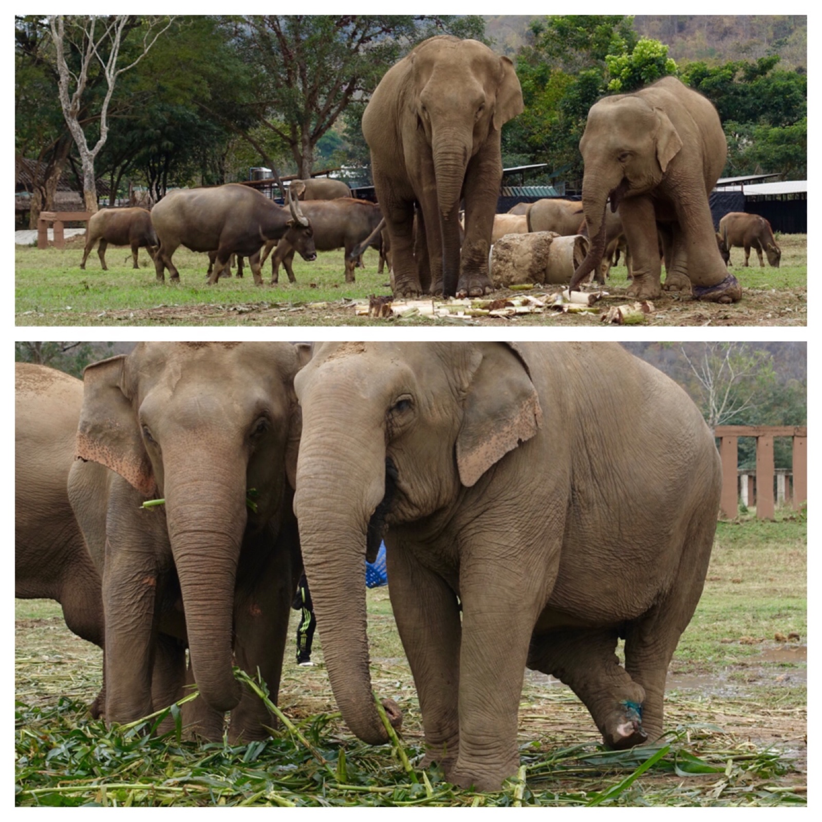 Injured elephants at Elephant Nature Park