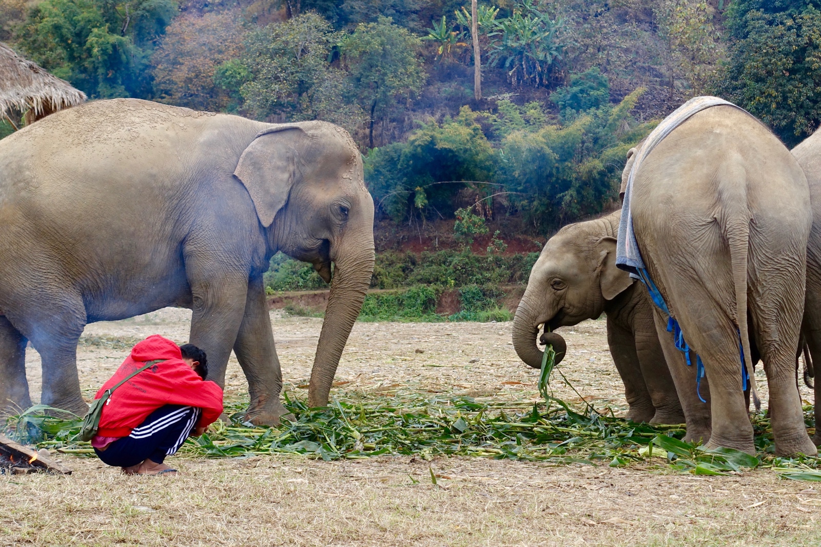 One of the mahouts relaxing by the fire while this herd of elephants enjoyed a mid-morning snack of corn stalks.