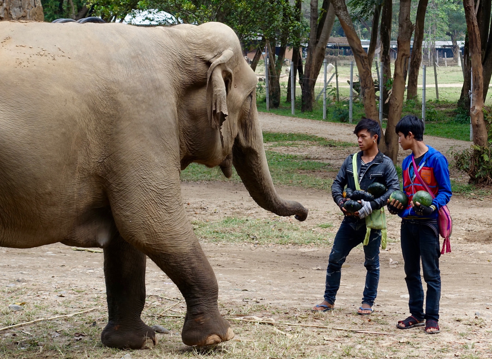 These mahouts use treats to encourage their elephant friends out into the larger open area in the park.