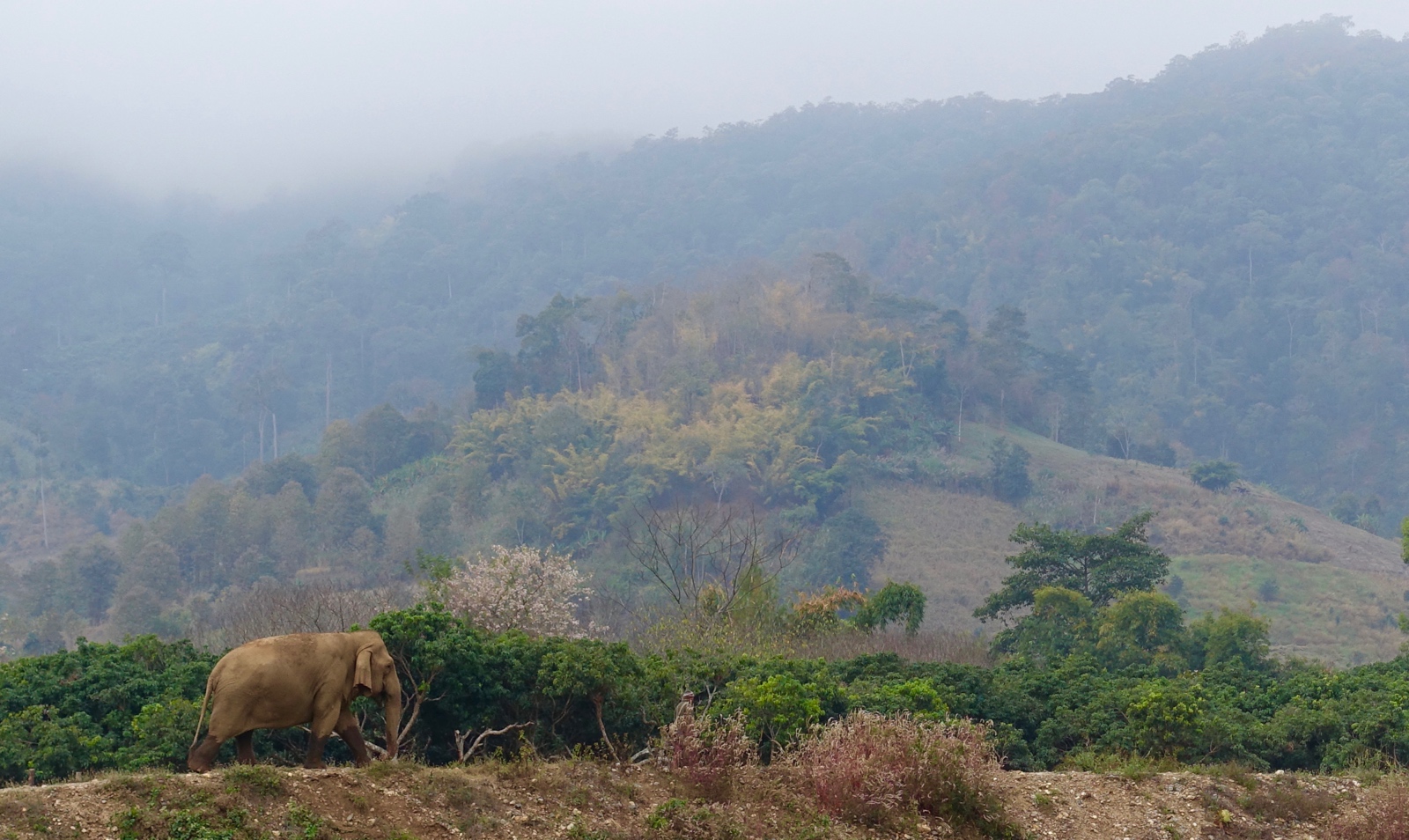 This elephant - with her mahout walking in front of her