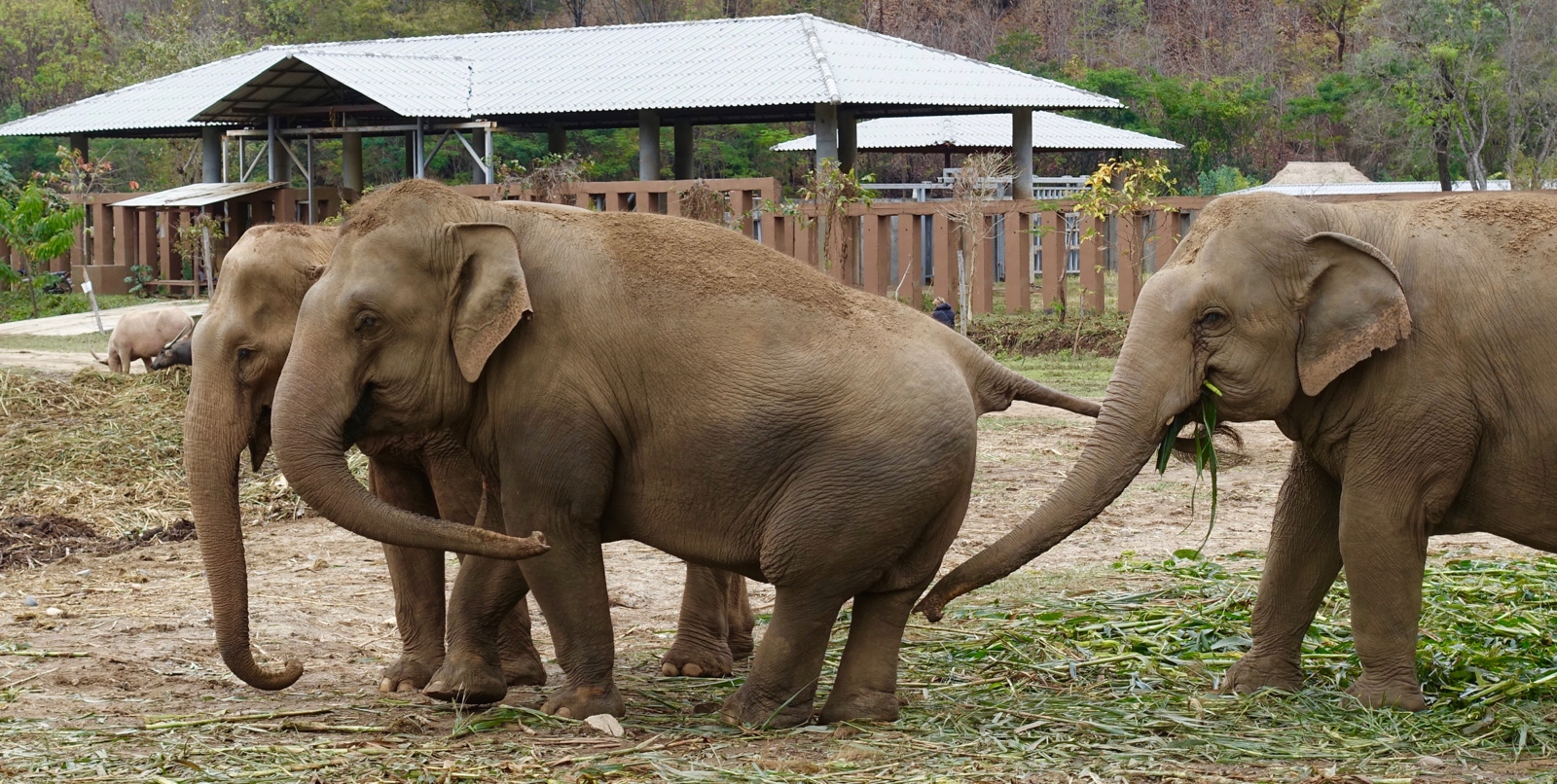 Elephants with hind-end injuries at Elephant Nature Park