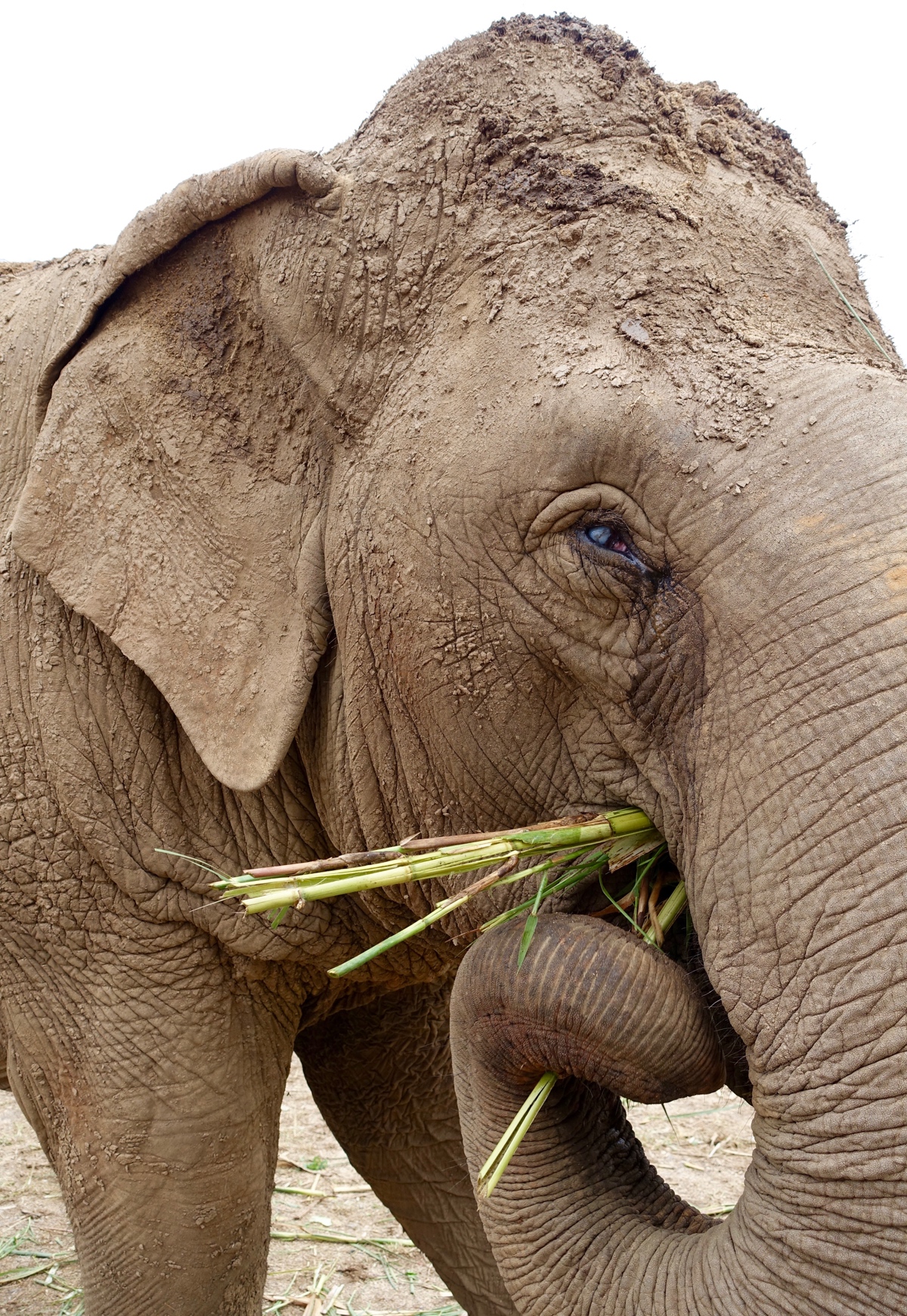 Jokia was blinded by her previous owners as punishment when she refused to continue working hauling logs