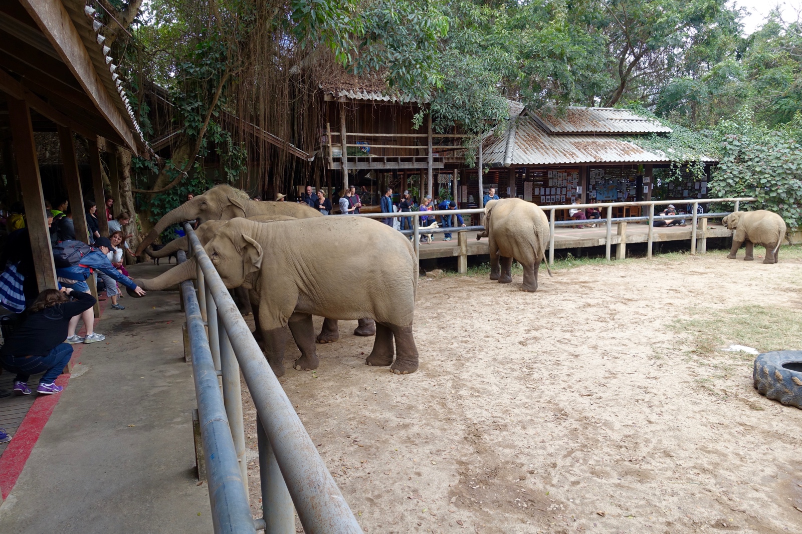 Feeding elephants at Elephant Nature Park