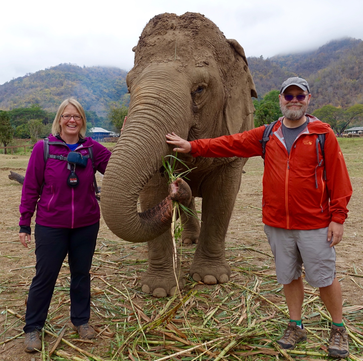 Gentle giants at Elephant Nature Park