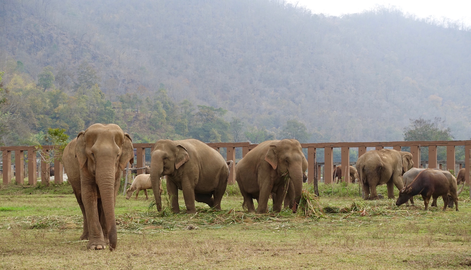 Some of the numerous elephants at Elephant Nature Park