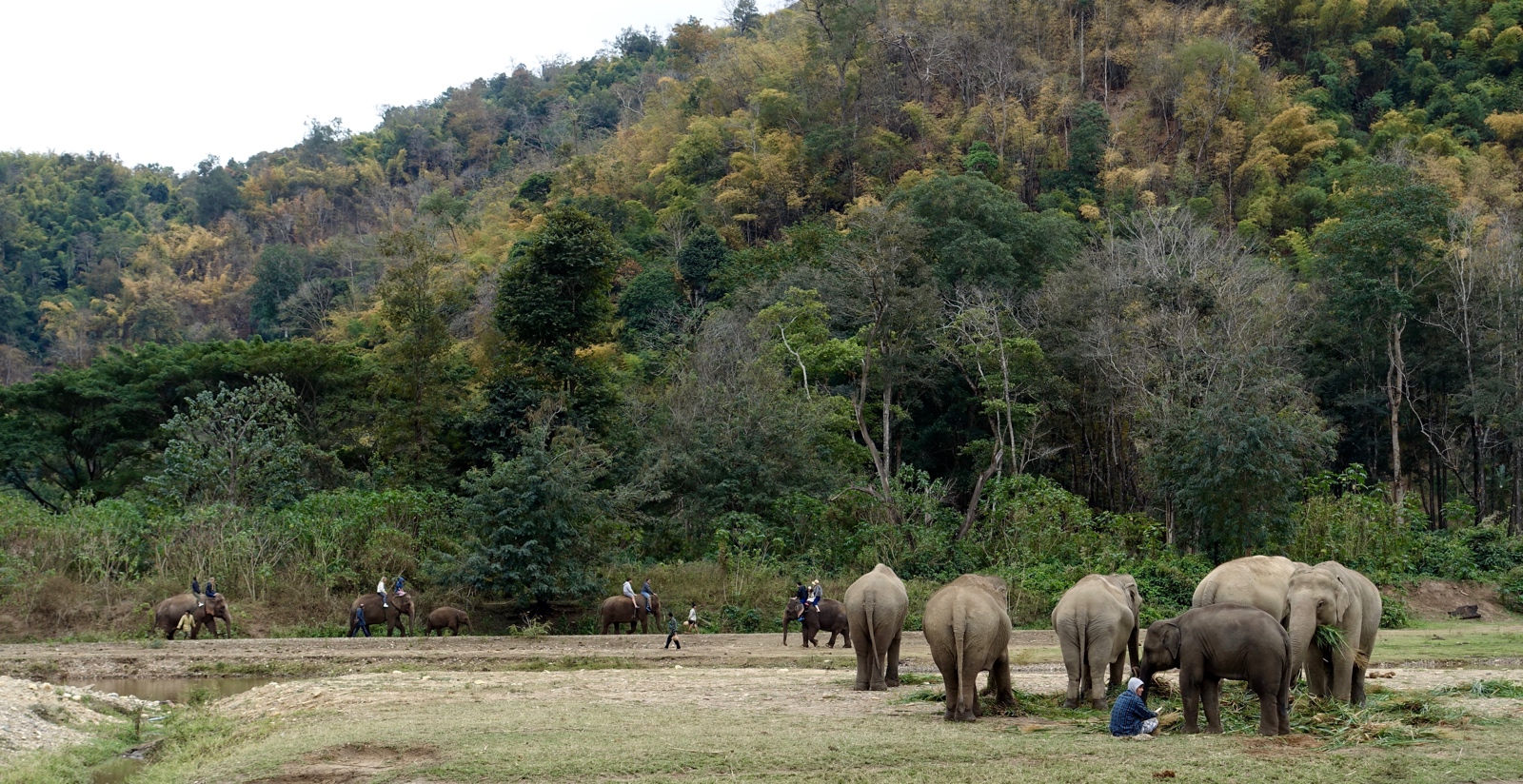 rescued elephants at Elephant Nature Park