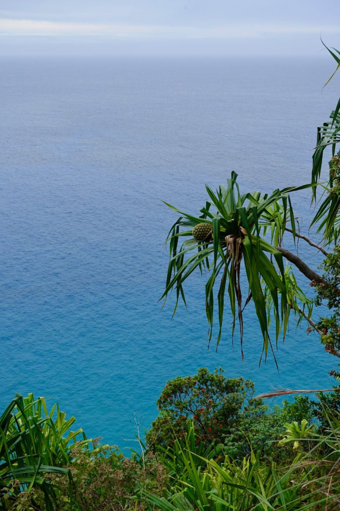 Viewing the blue waters from above. We also caught glimpses of humpback whales breaching in the distance.
