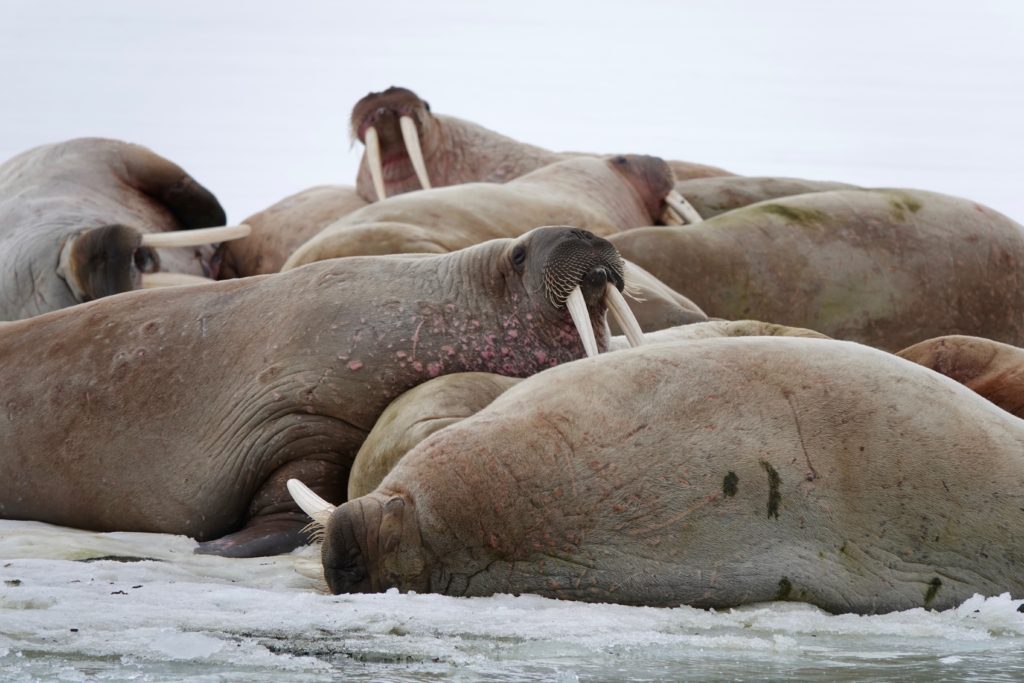 Walruses laying on the ice
