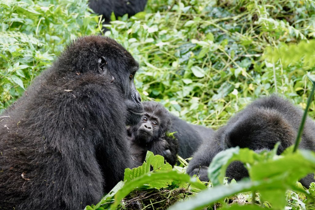 Baby mountain gorilla with a fuzzy head of hair