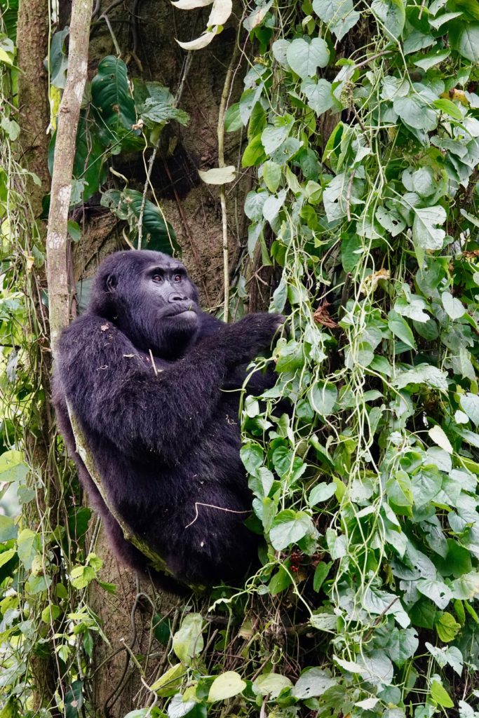 Mountain gorillas in the trees