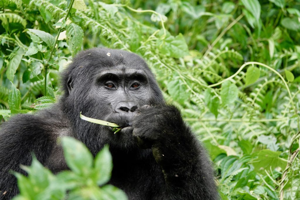 Mountain gorilla eating