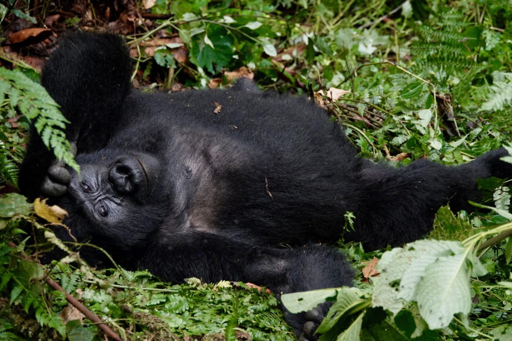 A lounging mountain gorilla