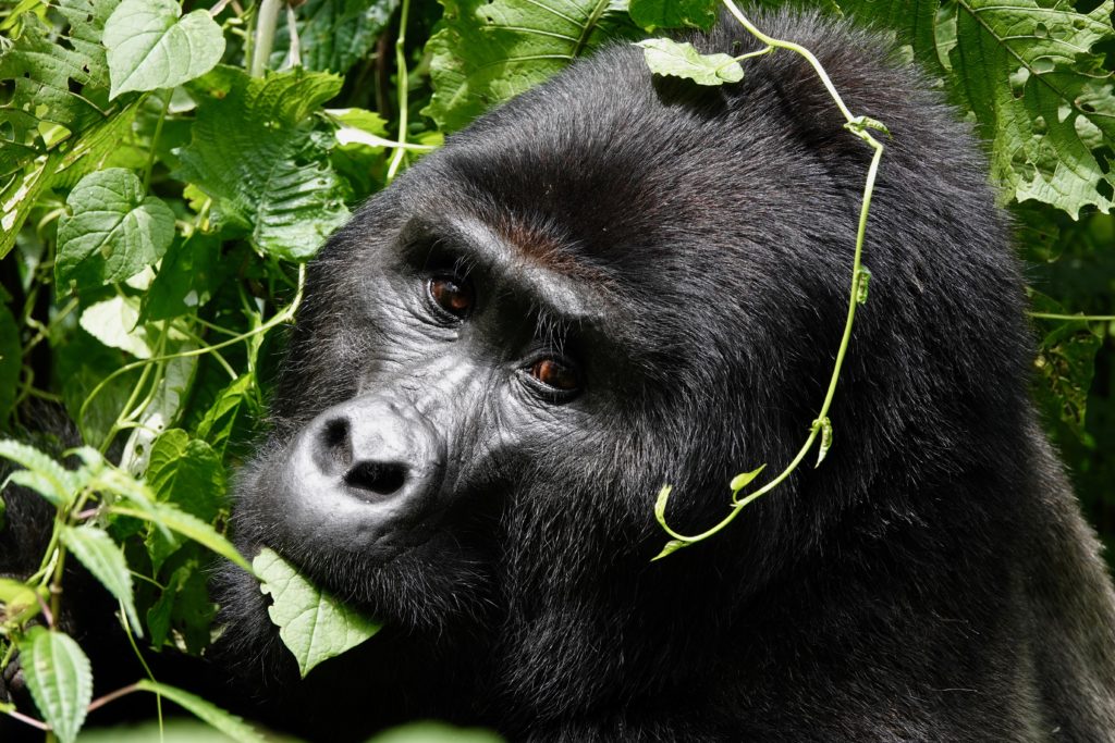 Bahati - both tough and exceedingly handsome.