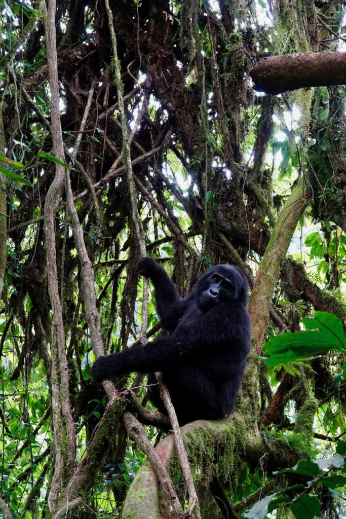 Mountain gorillas in the trees