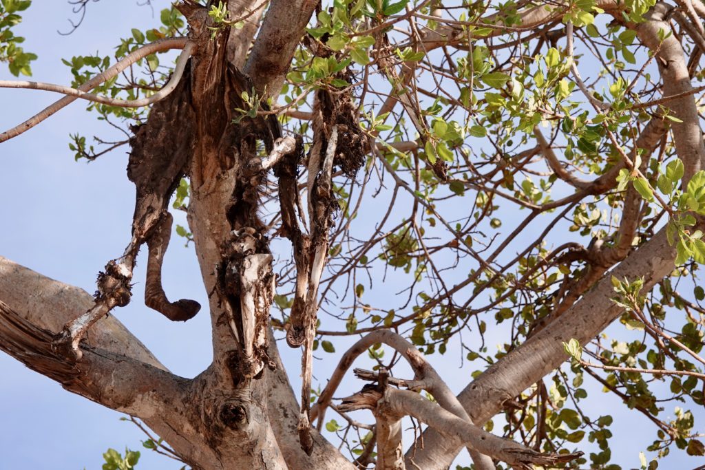 A zebra carcass a leopard had hauled up into a tree for safekeeping.