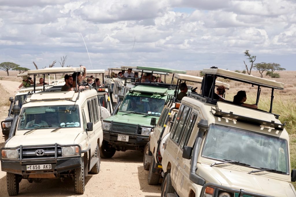All of the vehicles along for the safari