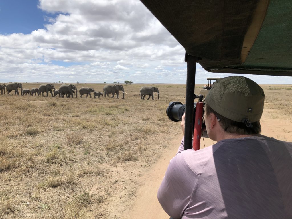 A group of elephants in the distance