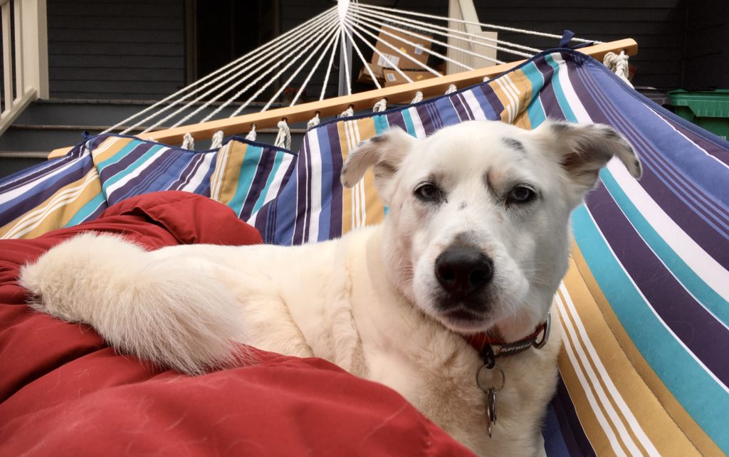 Linus (a.k.a. Liggity Jones) in the hammock