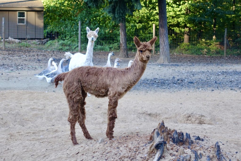 Recently sheared Suri alpacas...love the bangs!