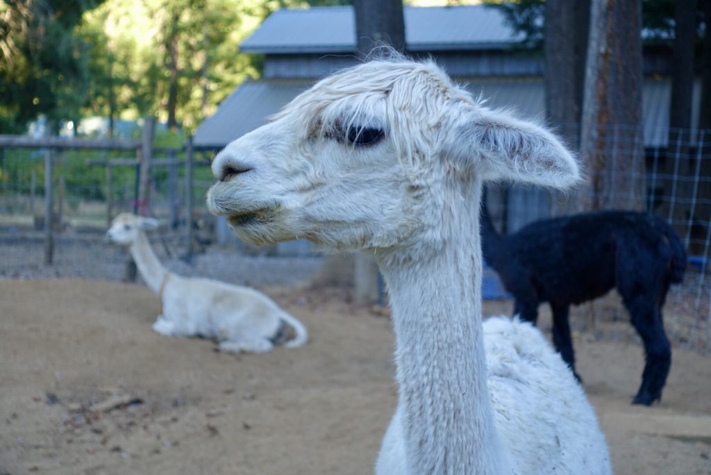 Close up of a white alpaca