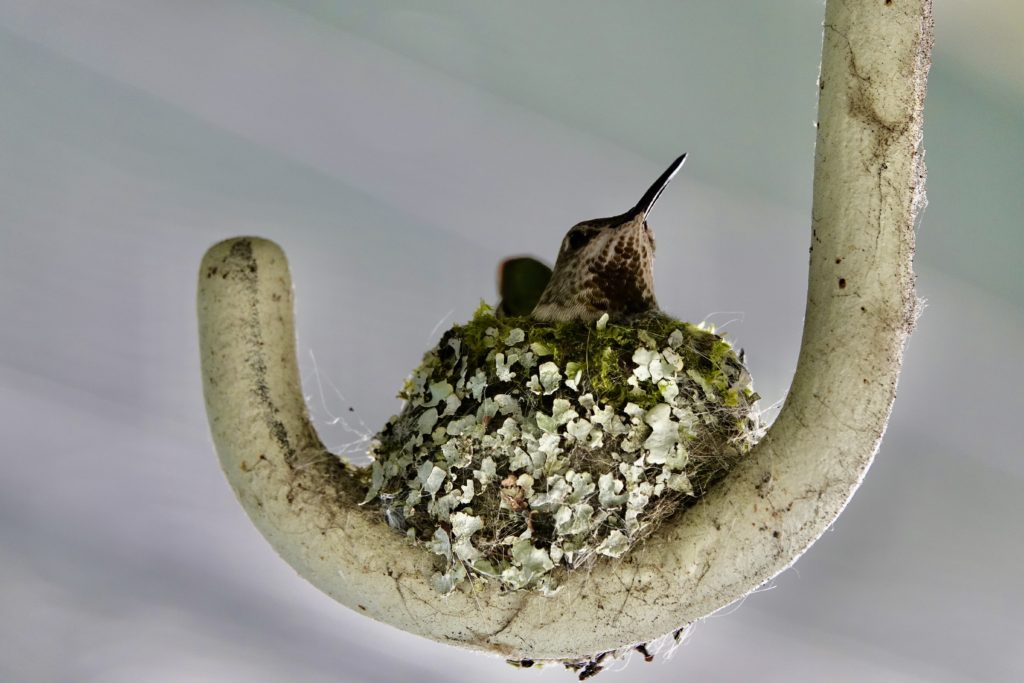 Stella incubating her eggs.